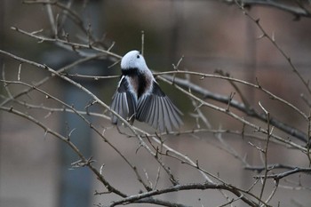 Long-tailed tit(japonicus) Tomakomai Experimental Forest Sat, 12/12/2020