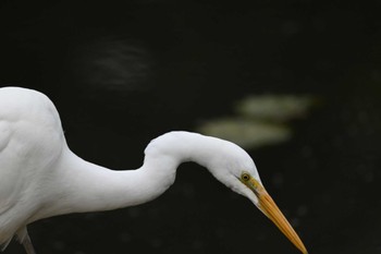 ダイサギ 三渓園 2020年12月12日(土)