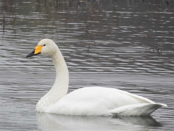 オオハクチョウ 大沼親水公園 2020年12月12日(土)