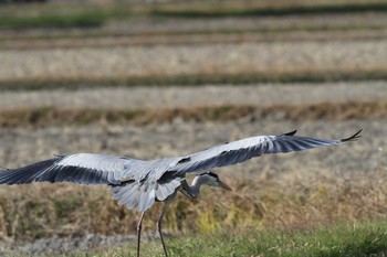 アオサギ 五主海岸 2020年12月12日(土)