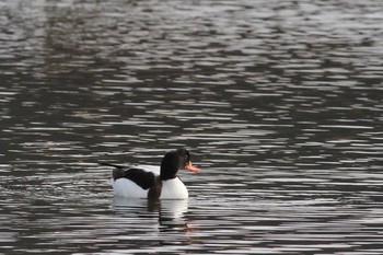 2020年12月12日(土) 五主海岸の野鳥観察記録