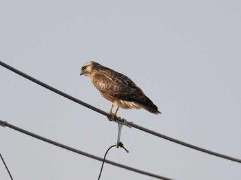 Sat, 12/12/2020 Birding report at 神戸市西区　