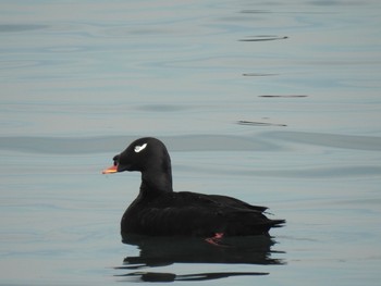 White-winged Scoter 日の出三番瀬沿い緑道 Sat, 12/12/2020