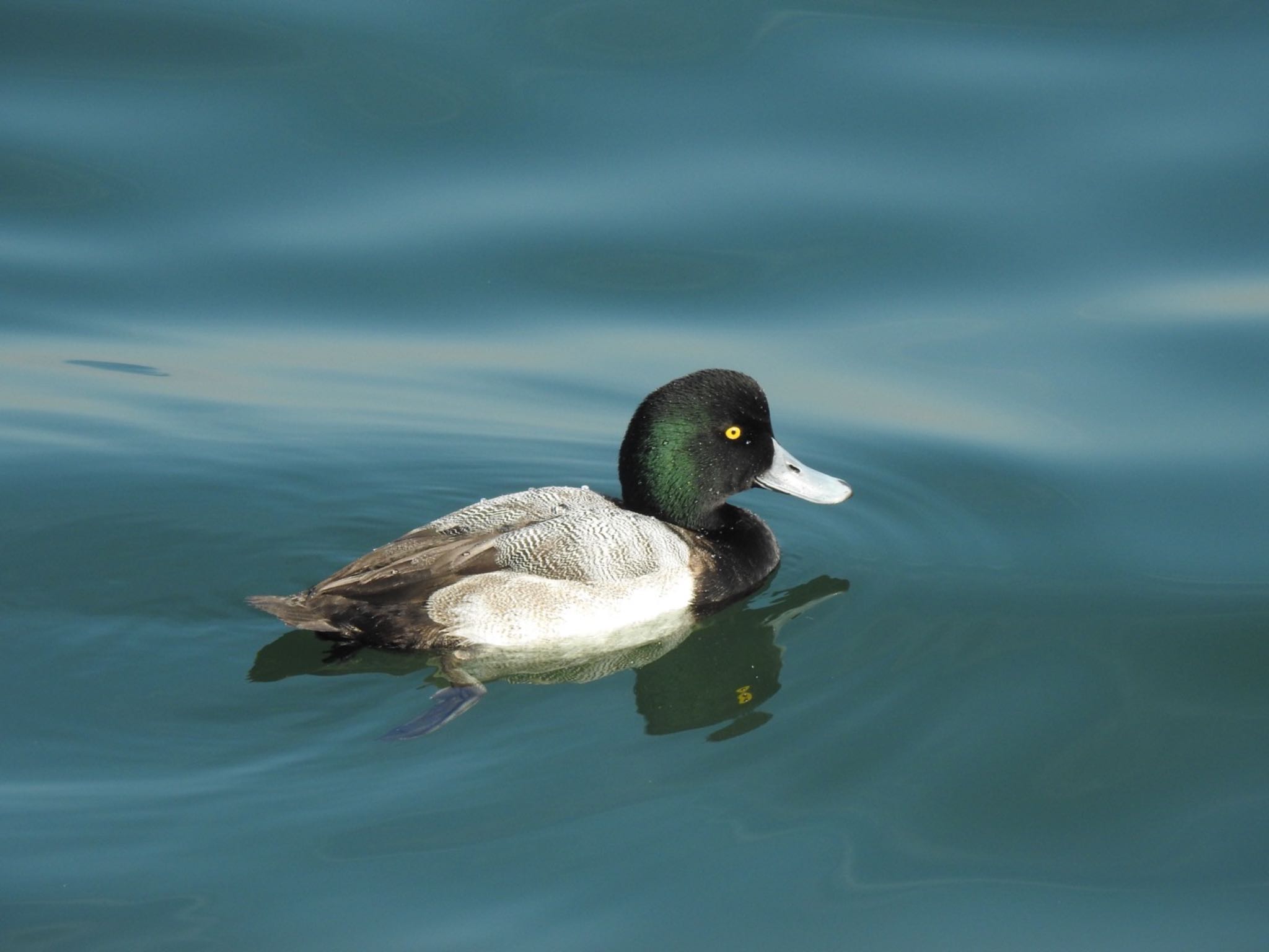Photo of Greater Scaup at 日の出三番瀬沿い緑道 by da