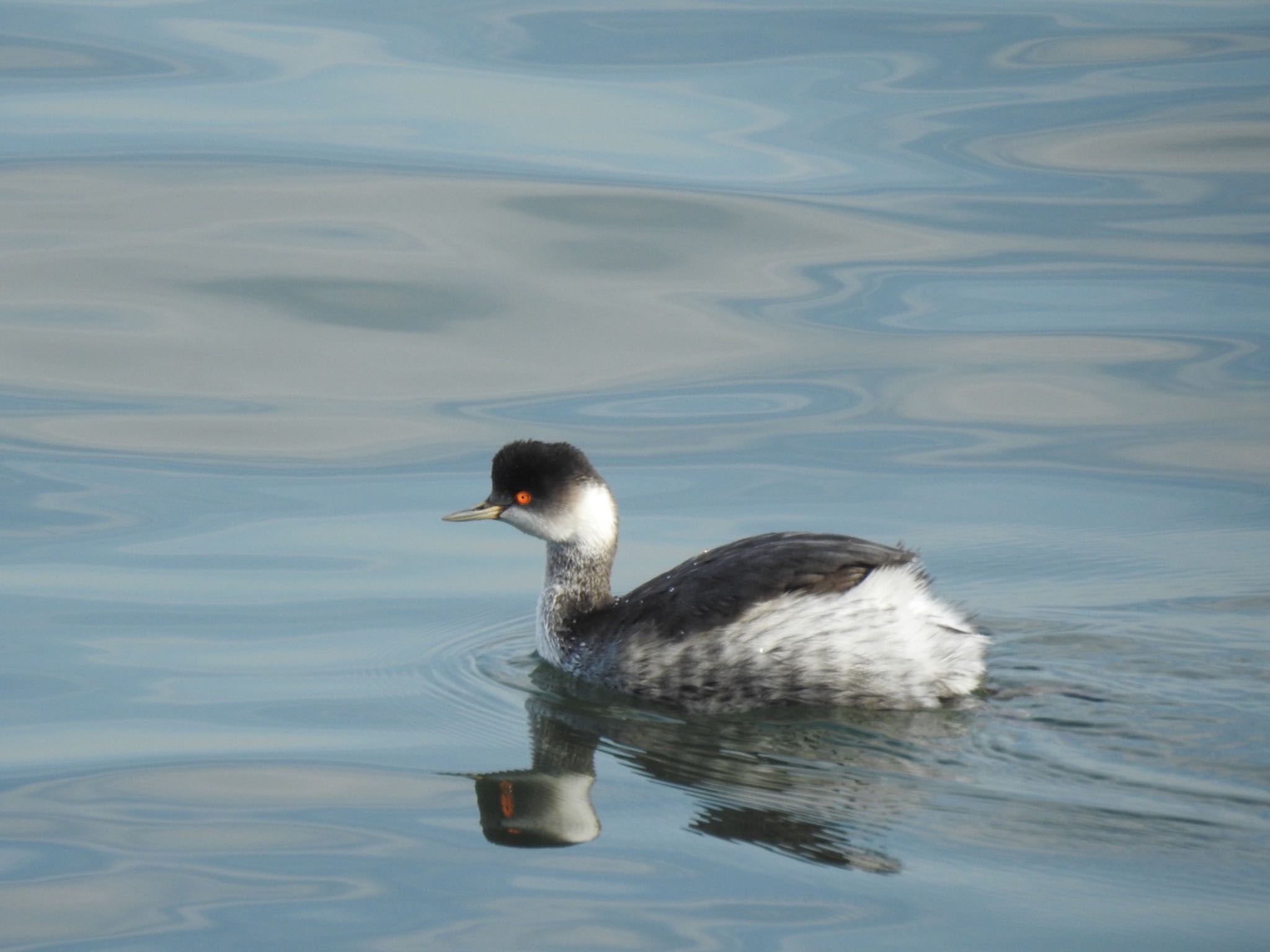 Photo of Black-necked Grebe at 日の出三番瀬沿い緑道 by da