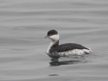 Horned Grebe 日の出三番瀬沿い緑道 Sat, 12/12/2020