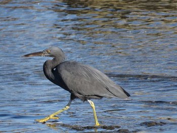 Pacific Reef Heron 橋杭岩 Unknown Date