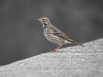 Water Pipit 日の出三番瀬沿い緑道 Sat, 12/12/2020