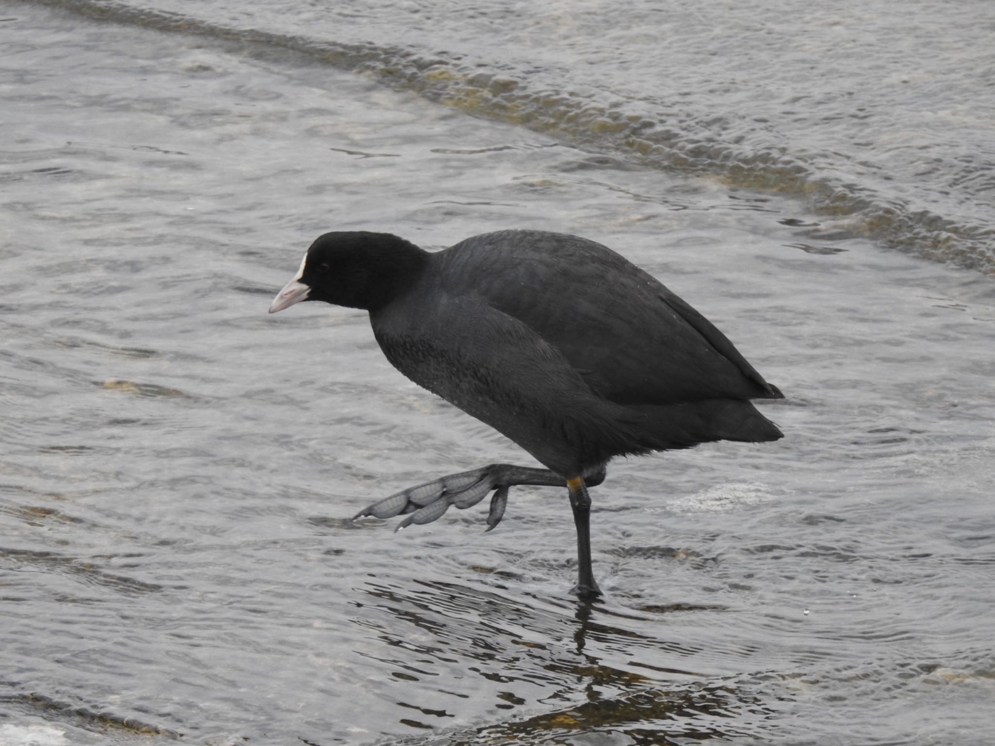 Photo of Eurasian Coot at 日の出三番瀬沿い緑道 by da