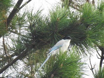 Azure-winged Magpie 日の出三番瀬沿い緑道 Sat, 12/12/2020