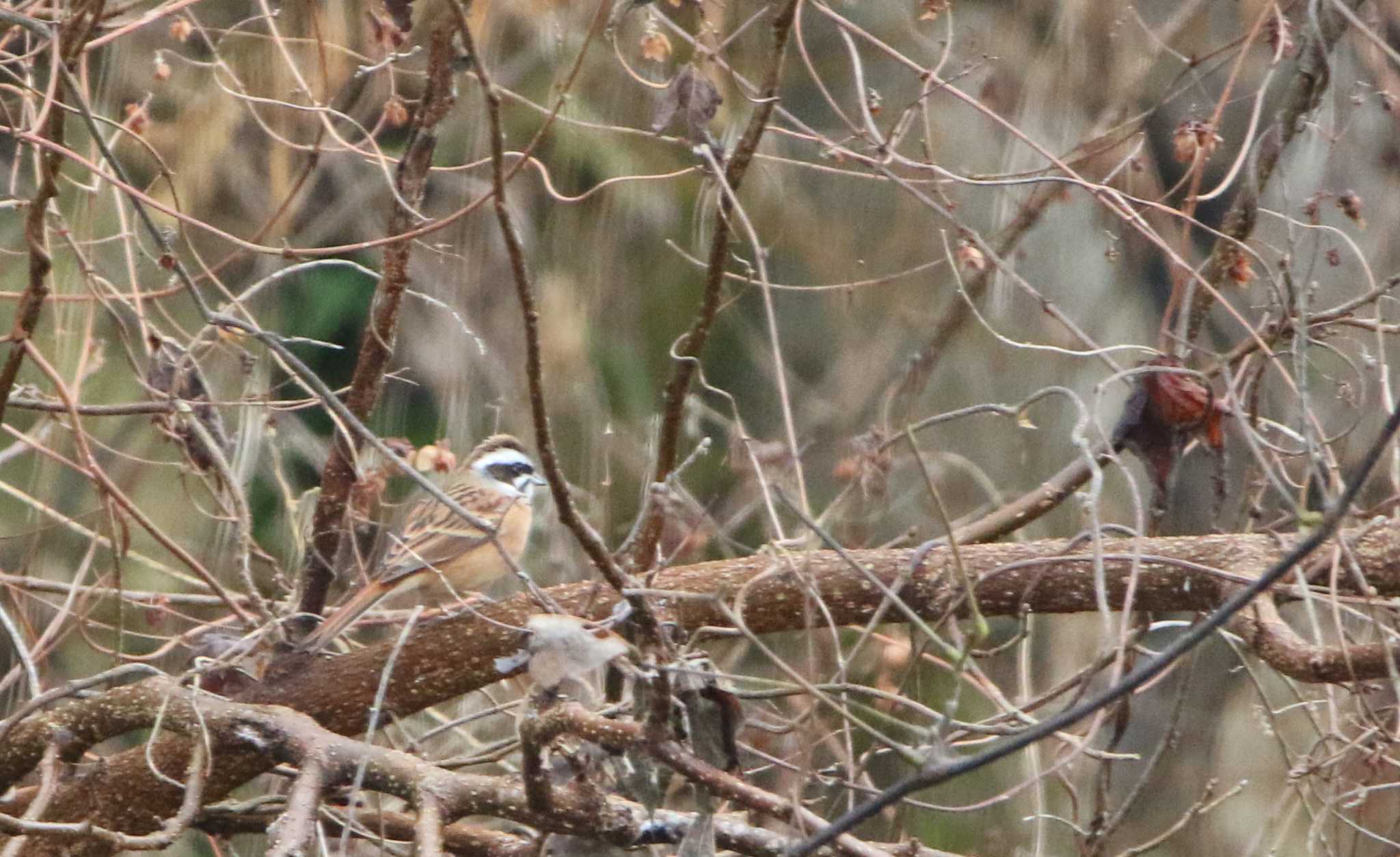 Meadow Bunting