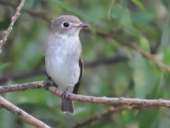 Asian Brown Flycatcher 岡山旭川 Unknown Date