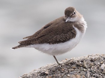 Common Sandpiper 甲子園浜(兵庫県西宮市) Sat, 12/12/2020