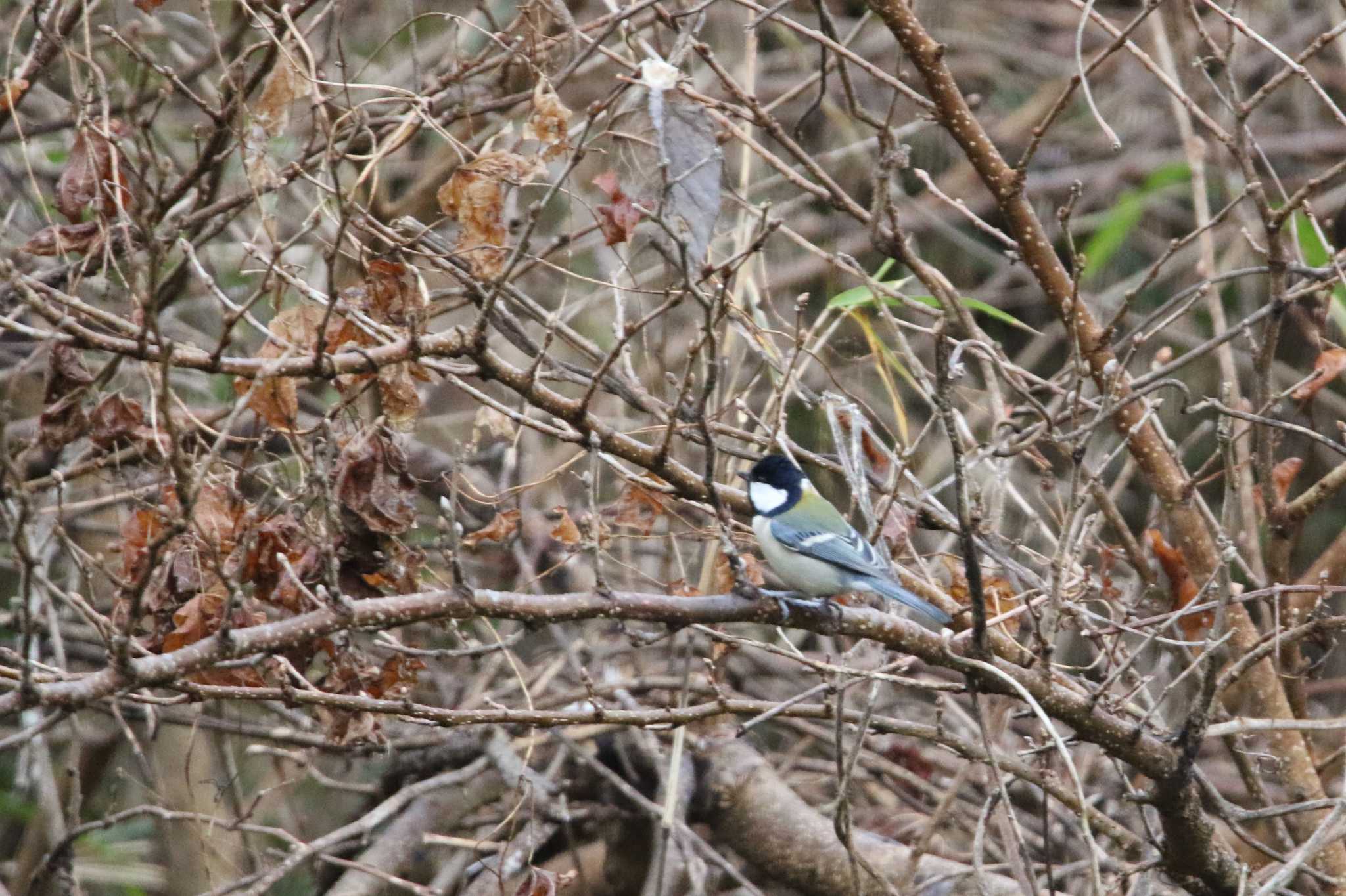 Japanese Tit