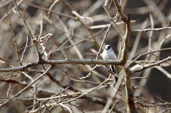 2020年12月12日(土) 小山ダムの野鳥観察記録