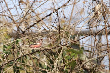 Siberian Long-tailed Rosefinch Koyama Dam Sat, 12/12/2020