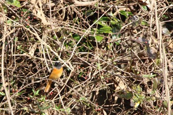 Daurian Redstart Koyama Dam Sat, 12/12/2020