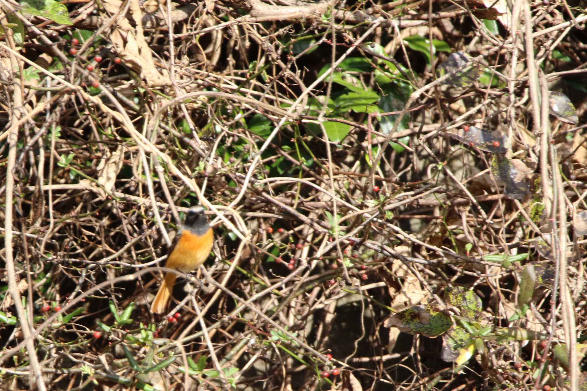 Daurian Redstart