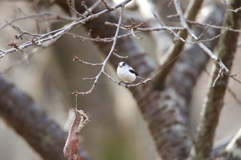 Long-tailed Tit Koyama Dam Sat, 12/12/2020