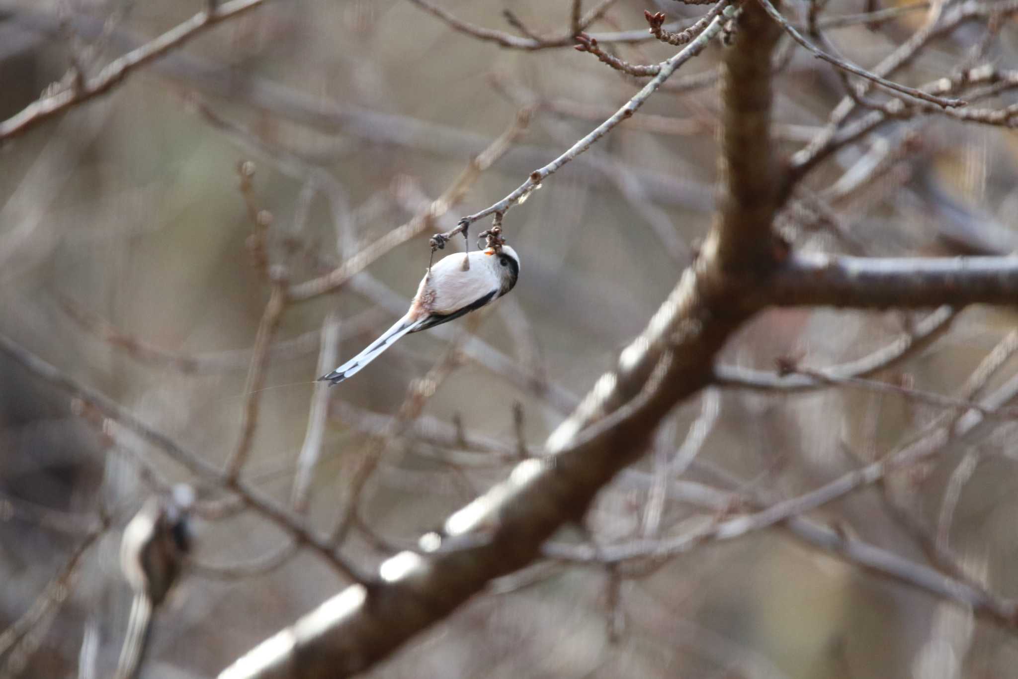 Photo of Long-tailed Tit at Koyama Dam by くる?EWI&FS✈️