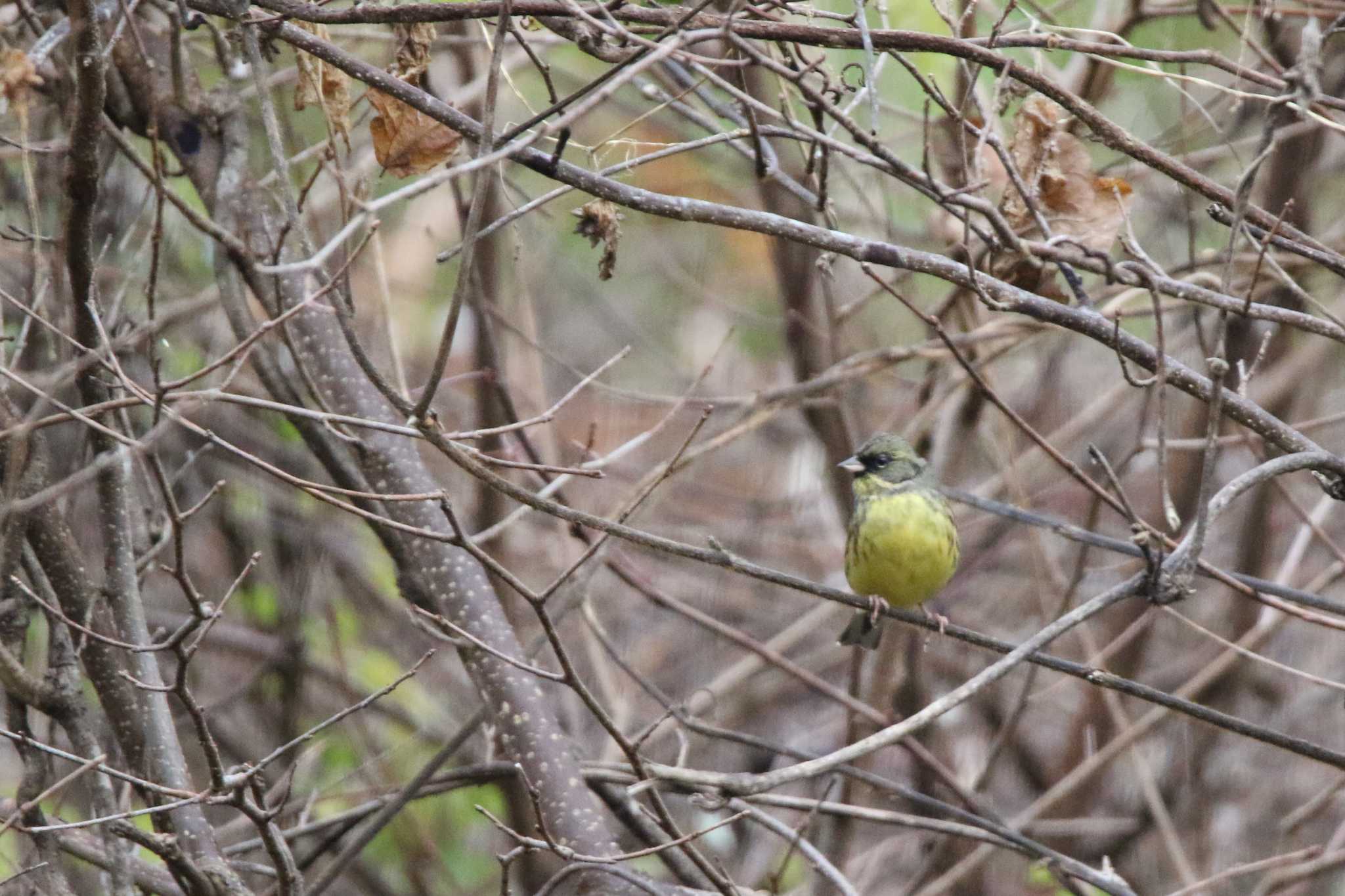 Masked Bunting