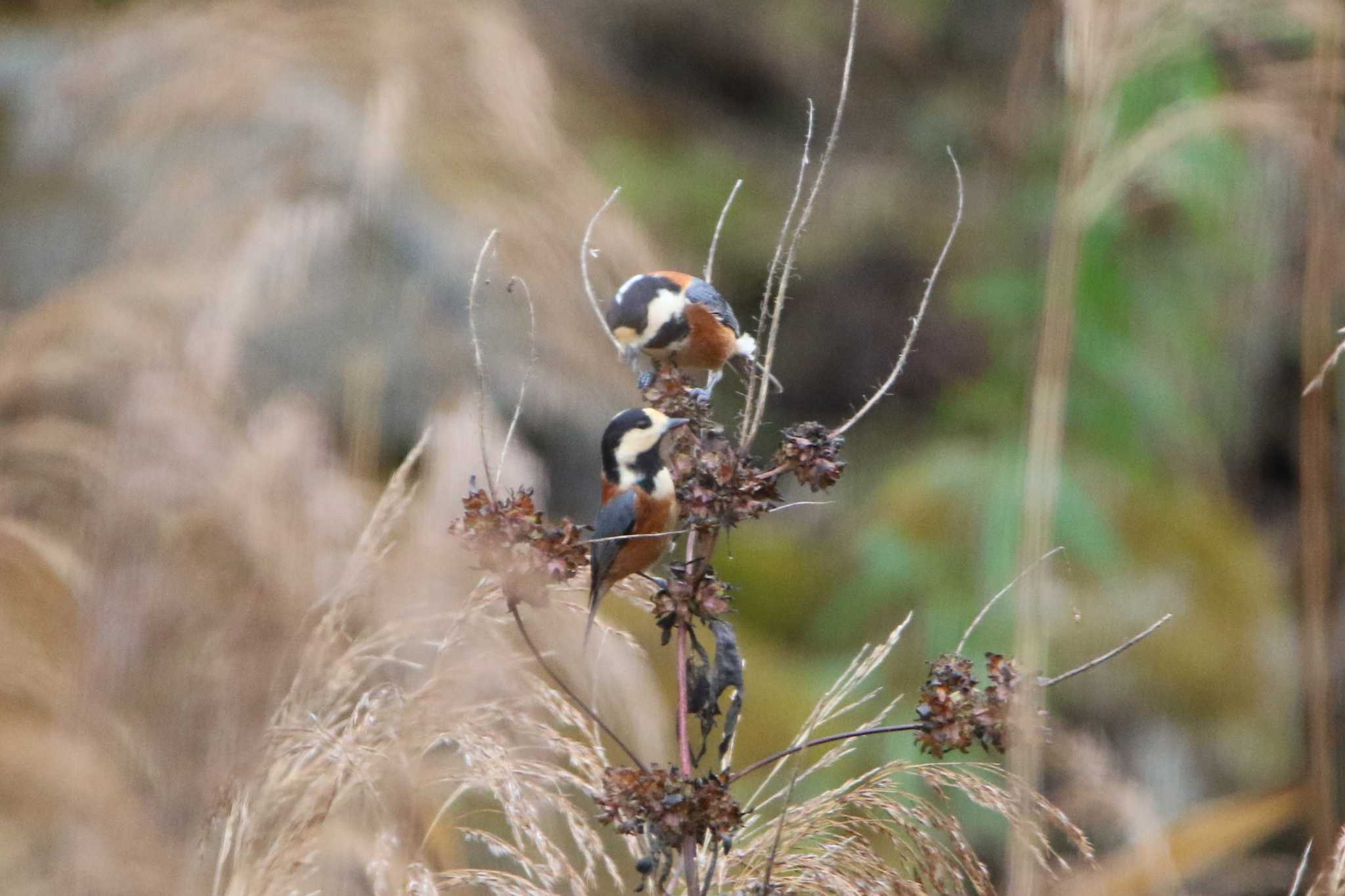 Varied Tit