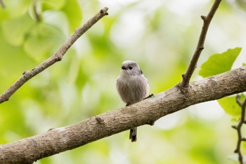 エナガ 千葉市昭和の森公園 2016年10月30日(日)