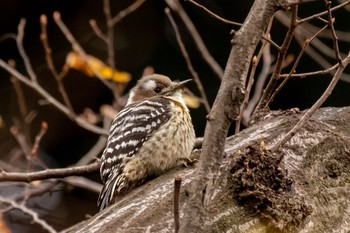 2020年12月12日(土) 明治神宮の野鳥観察記録