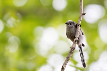 エナガ 千葉市昭和の森公園 2016年10月30日(日)