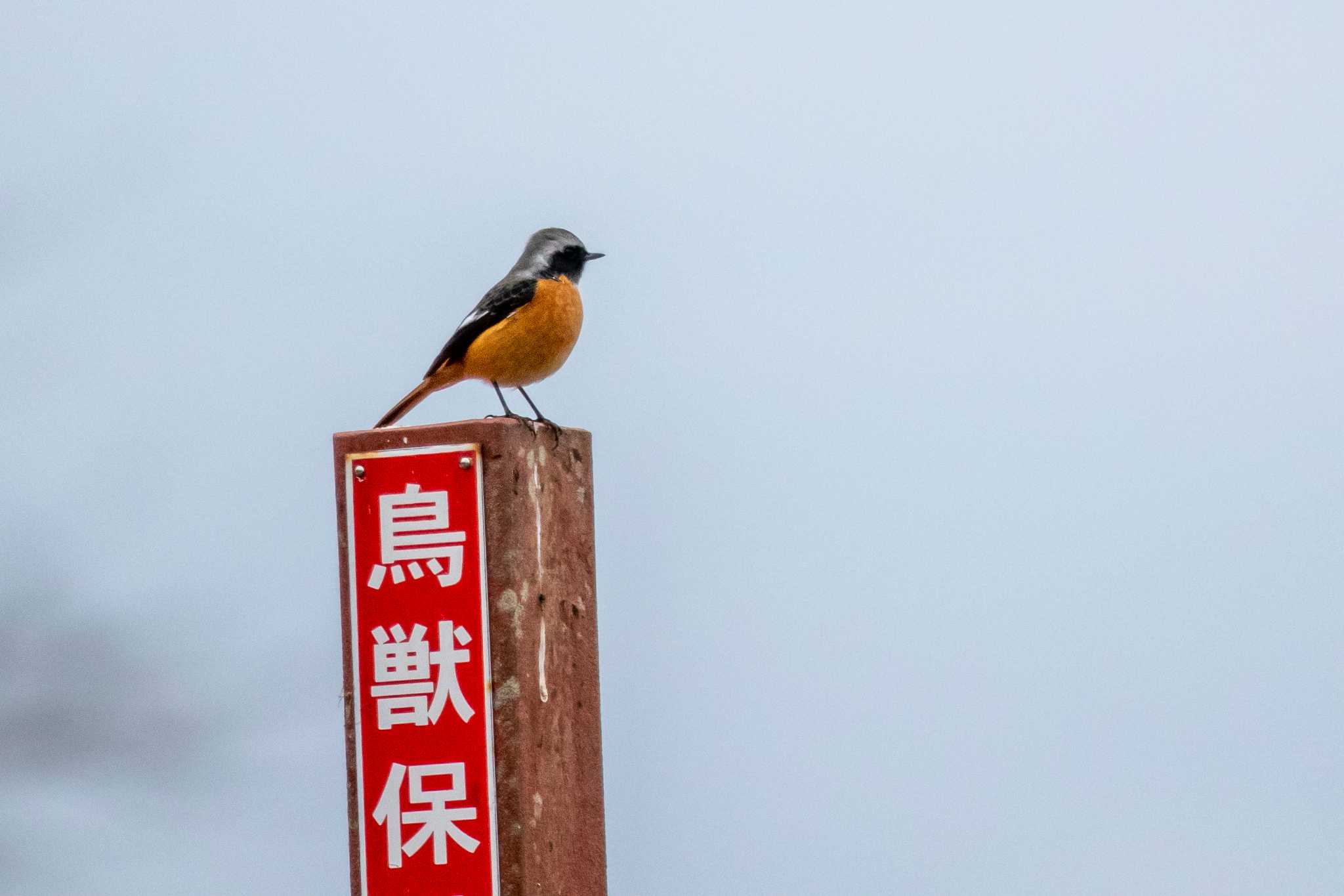 伊豆沼 ジョウビタキの写真 by かつきち