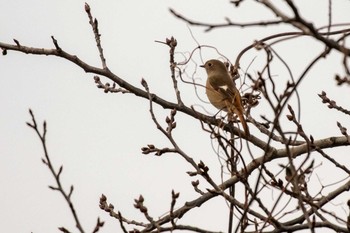 Sat, 12/12/2020 Birding report at Izunuma