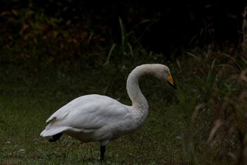 Whooper Swan 千葉市昭和の森公園 Sun, 10/30/2016