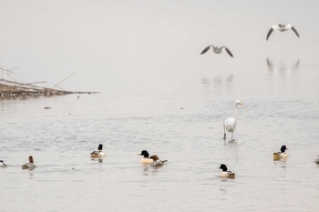 カワアイサ 伊豆沼 2020年12月12日(土)