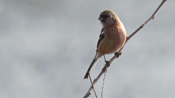 2020年12月12日(土) 芝川第一調節池(芝川貯水池)の野鳥観察記録