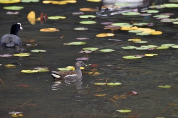 バン 千葉市昭和の森公園 2016年10月30日(日)