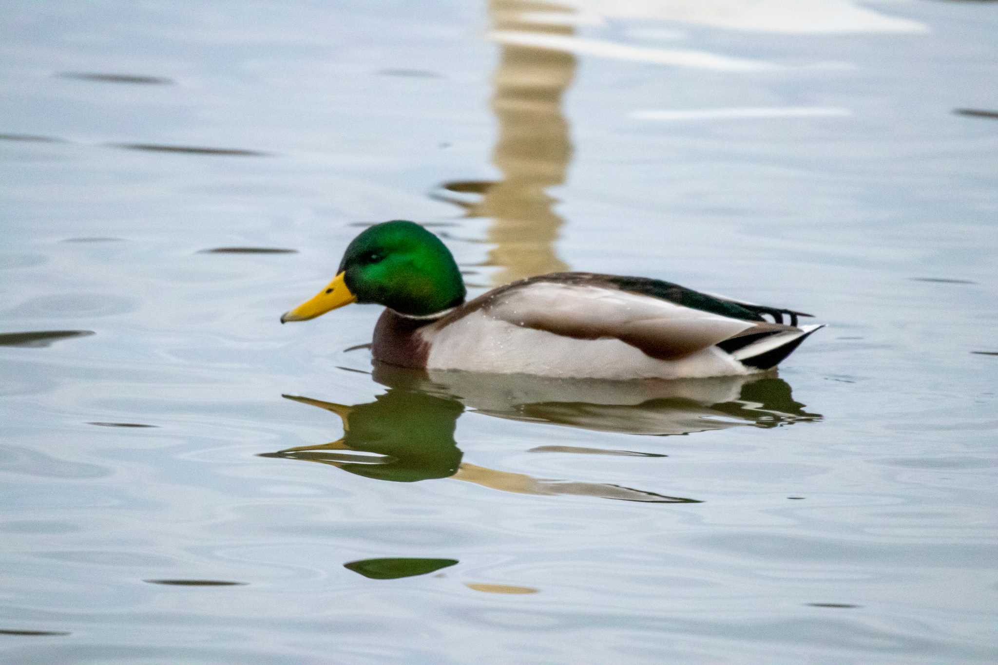 伊豆沼 マガモの写真 by かつきち