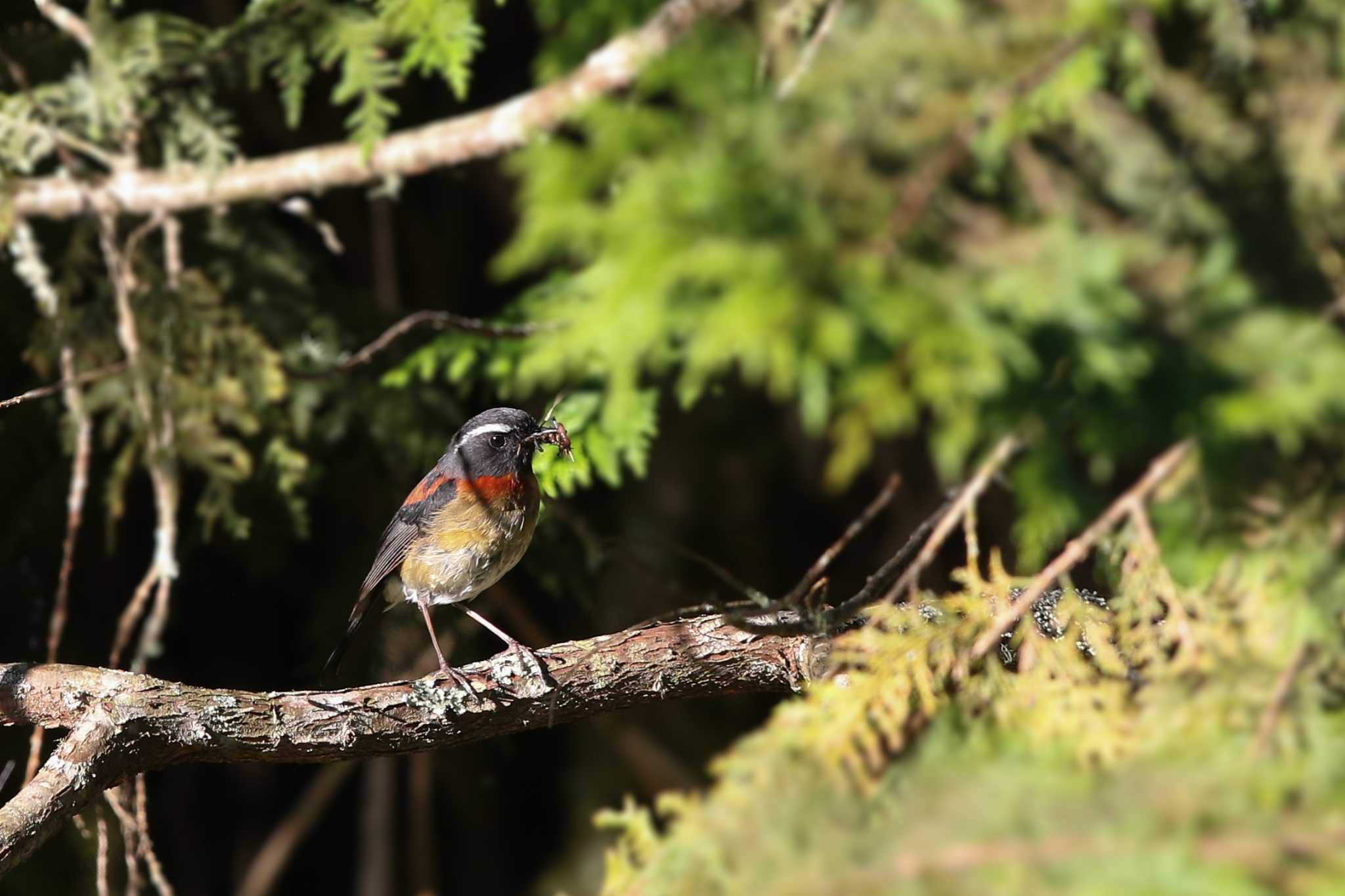 Photo of Collared Bush Robin at 阿里山国家森林遊楽区 by Trio
