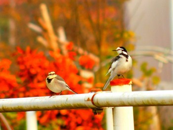 White Wagtail 船橋市 Sat, 12/12/2020