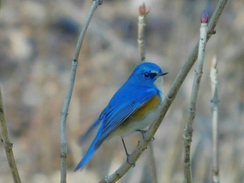 Red-flanked Bluetail 大町自然公園 Sat, 2/8/2020