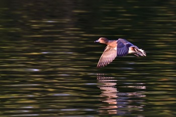 Domestic duck Osaka Tsurumi Ryokuchi Sun, 10/30/2016