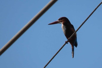 White-throated Kingfisher Wiang Lo, Phayao Mon, 12/7/2020