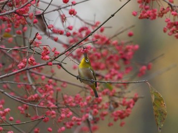 2020年12月12日(土) 舞岡公園の野鳥観察記録