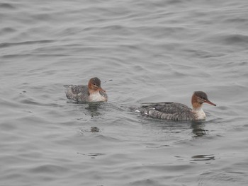 Red-breasted Merganser 日の出三番瀬沿い緑道 Sat, 12/12/2020