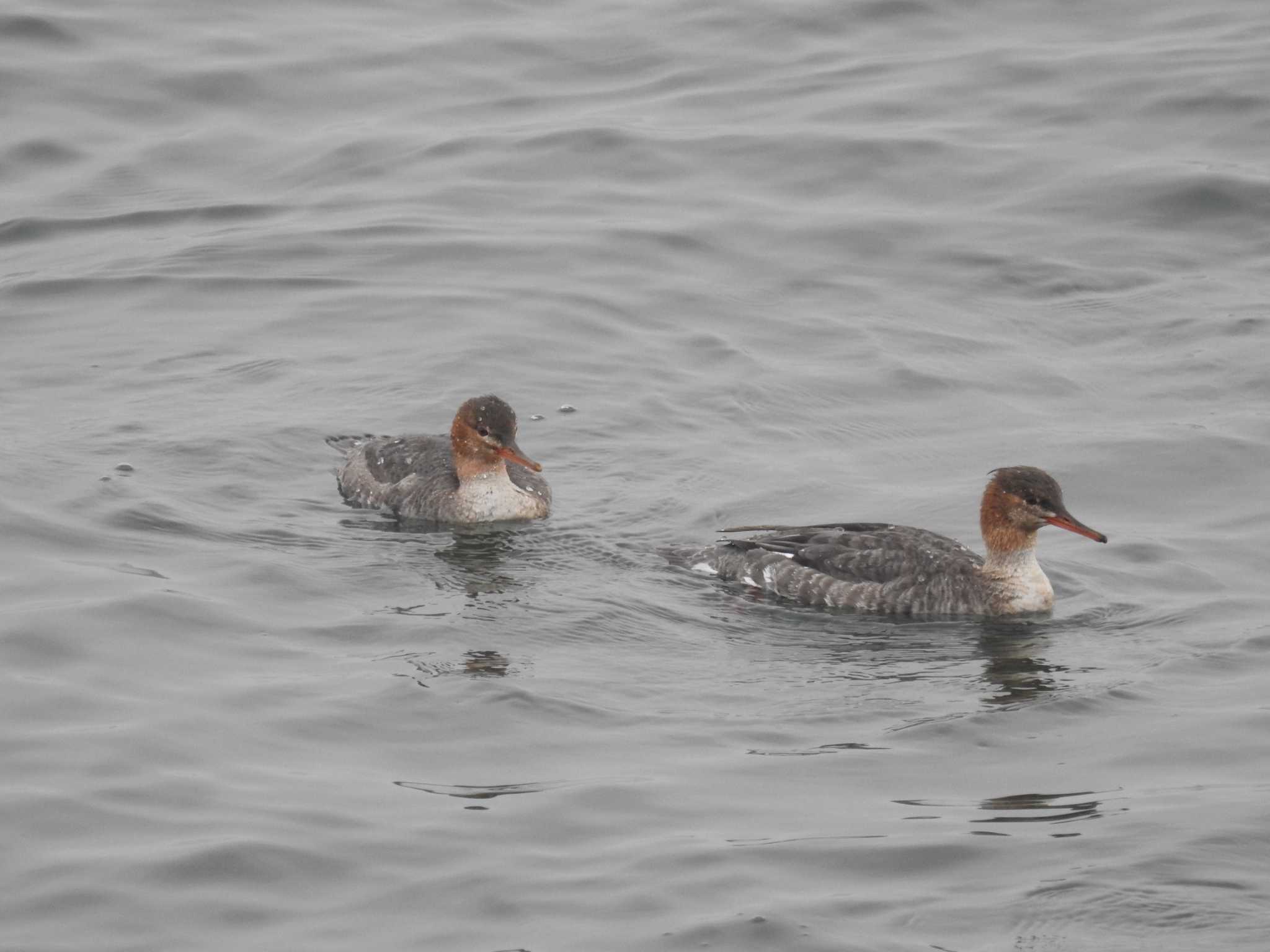 Photo of Red-breasted Merganser at 日の出三番瀬沿い緑道 by Kozakuraband