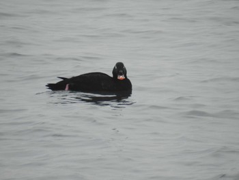 White-winged Scoter 日の出三番瀬沿い緑道 Sat, 12/12/2020