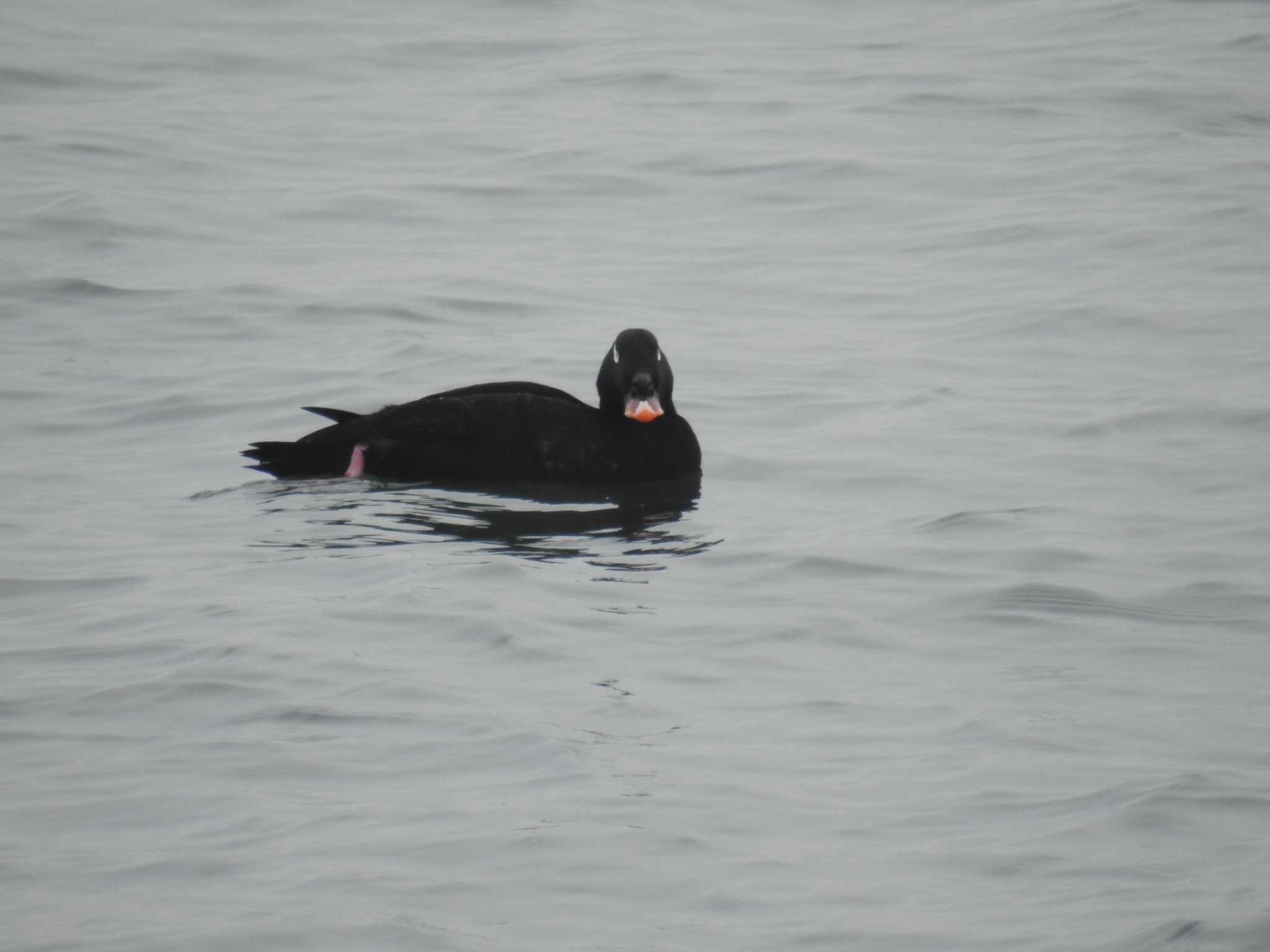 Photo of White-winged Scoter at 日の出三番瀬沿い緑道 by Kozakuraband