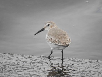 Dunlin 日の出三番瀬沿い緑道 Sat, 12/12/2020