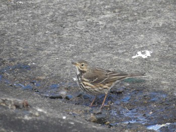 Water Pipit 日の出三番瀬沿い緑道 Sat, 12/12/2020