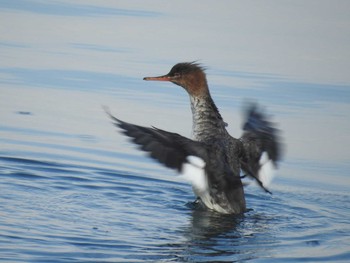 Red-breasted Merganser 日の出三番瀬沿い緑道 Sat, 12/12/2020