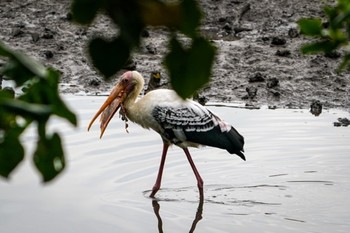 インドトキコウ Sungei Buloh Wetland Reserve 2020年12月12日(土)